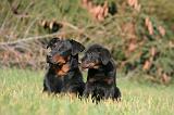 BEAUCERON - ADULTS and PUPPIES 062